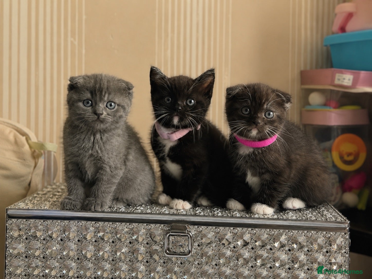 Mixed Breed cats ‼️READY‼️BritishShorthair&ScottishFold Kittens - Advert 12