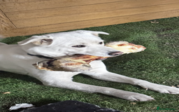 Mixed Breed dogs for sale: Forever home needed - Image 2