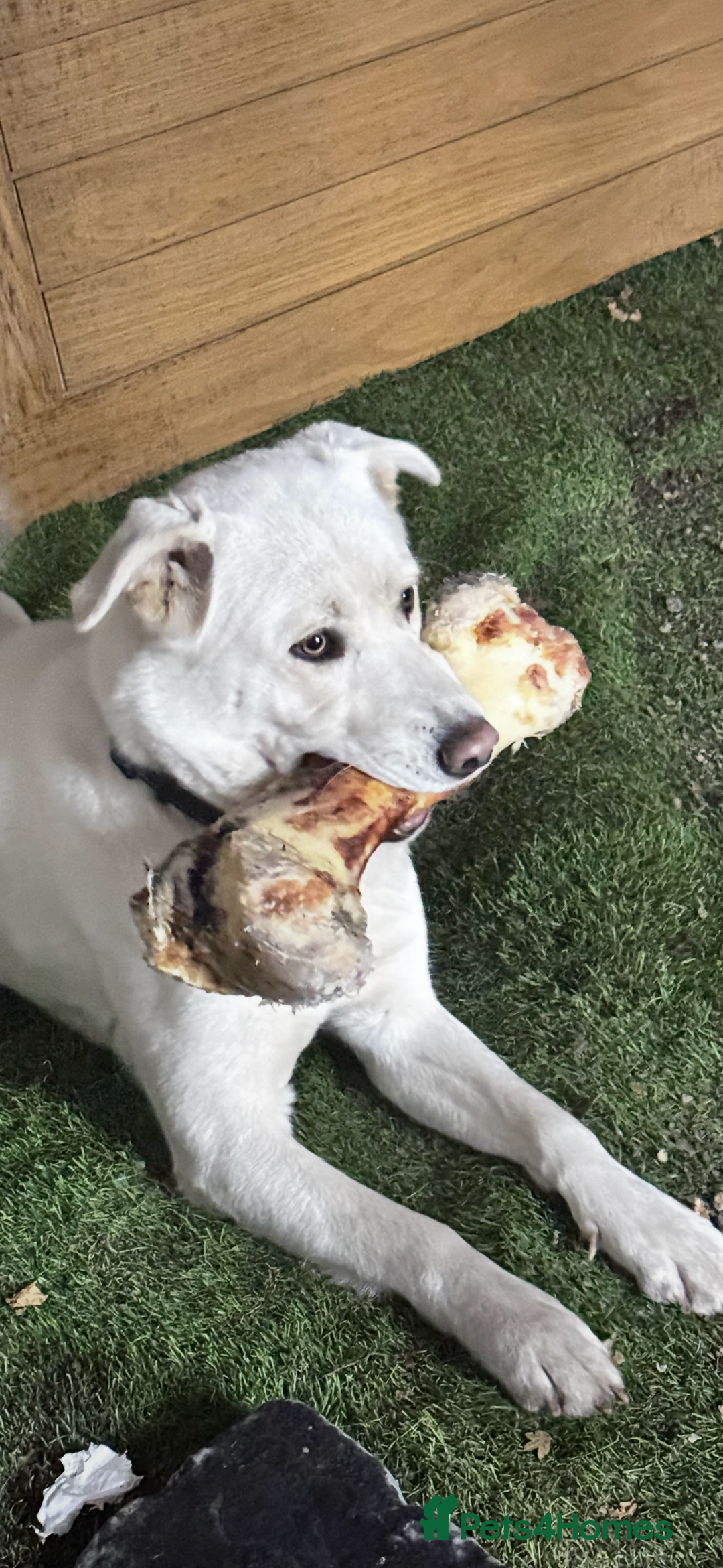 Mixed Breed dogs for sale: Forever home needed - Image 2