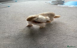 Shih Tzu dogs for stud: Stud  - Image 2