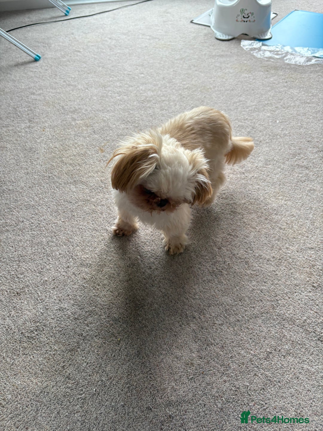 Shih Tzu dogs for stud: Stud  - Image 2