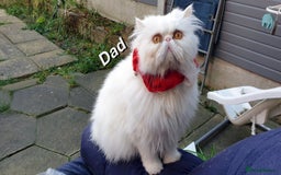 Mixed Breed cats for sale: Two Adorable Pure White Persian x Ragdoll Kittens - Image 14