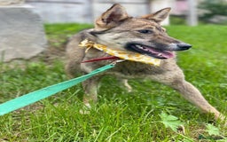Mixed Breed dogs for adoption: 💖🐶 JOYA 🐶💖 - Image 7