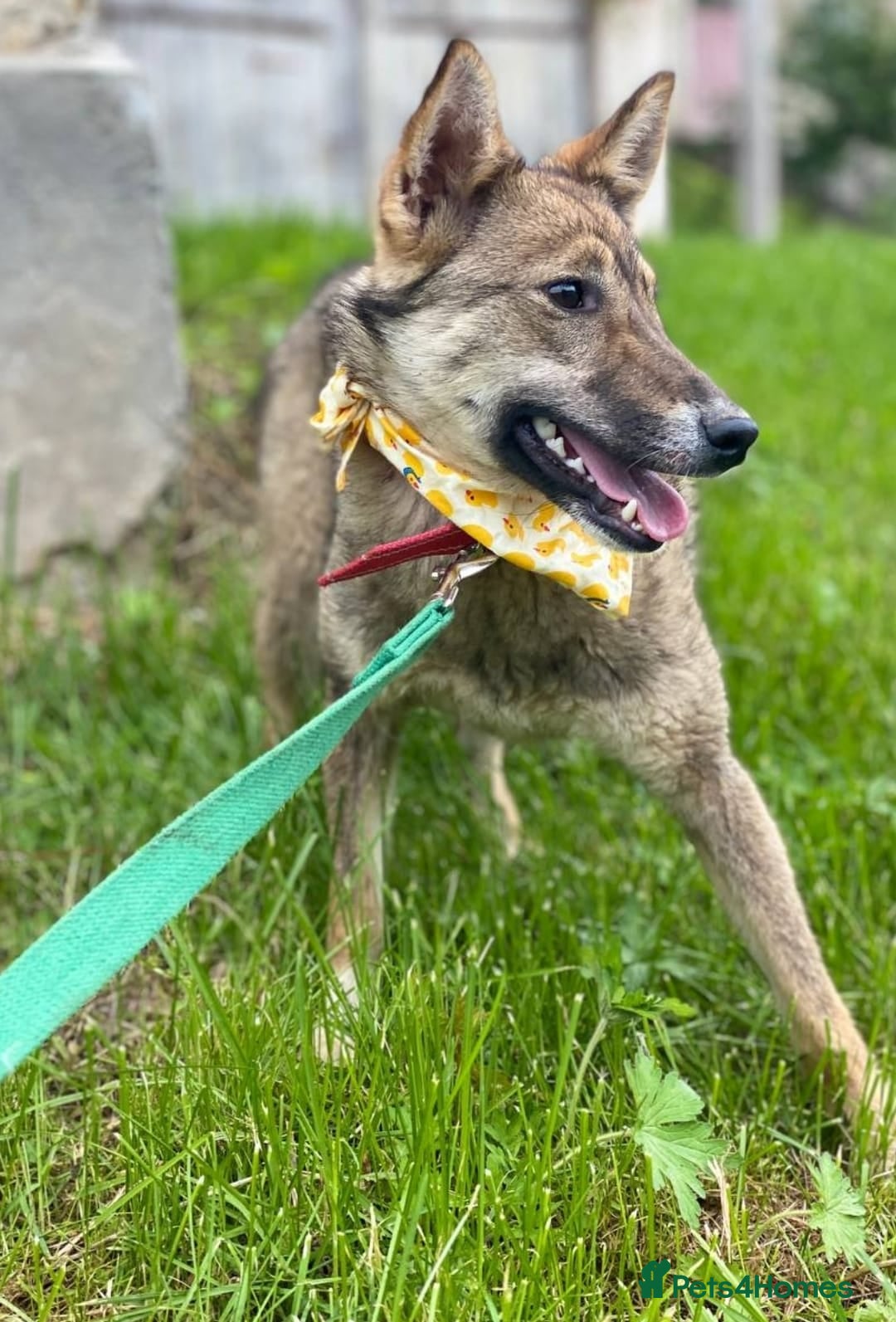 Mixed Breed dogs for adoption: 💖🐶 JOYA 🐶💖 - Image 7