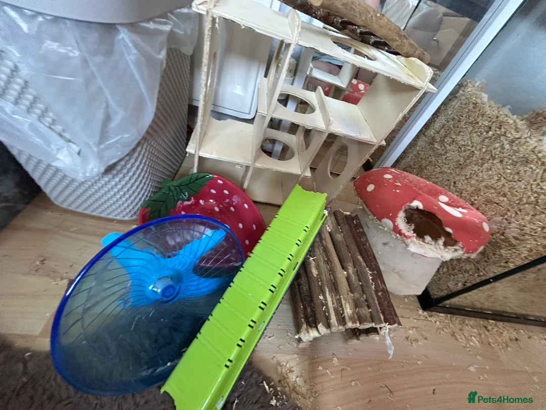 Gerbil rodents for sale: Two female gerbils & cage  in Worcester - Advert 5