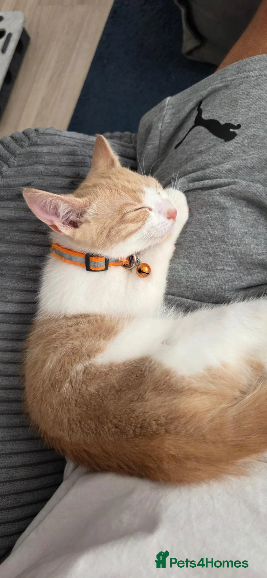 Mixed Breed cats for sale: Ginger white cat in Farnborough - Advert 2
