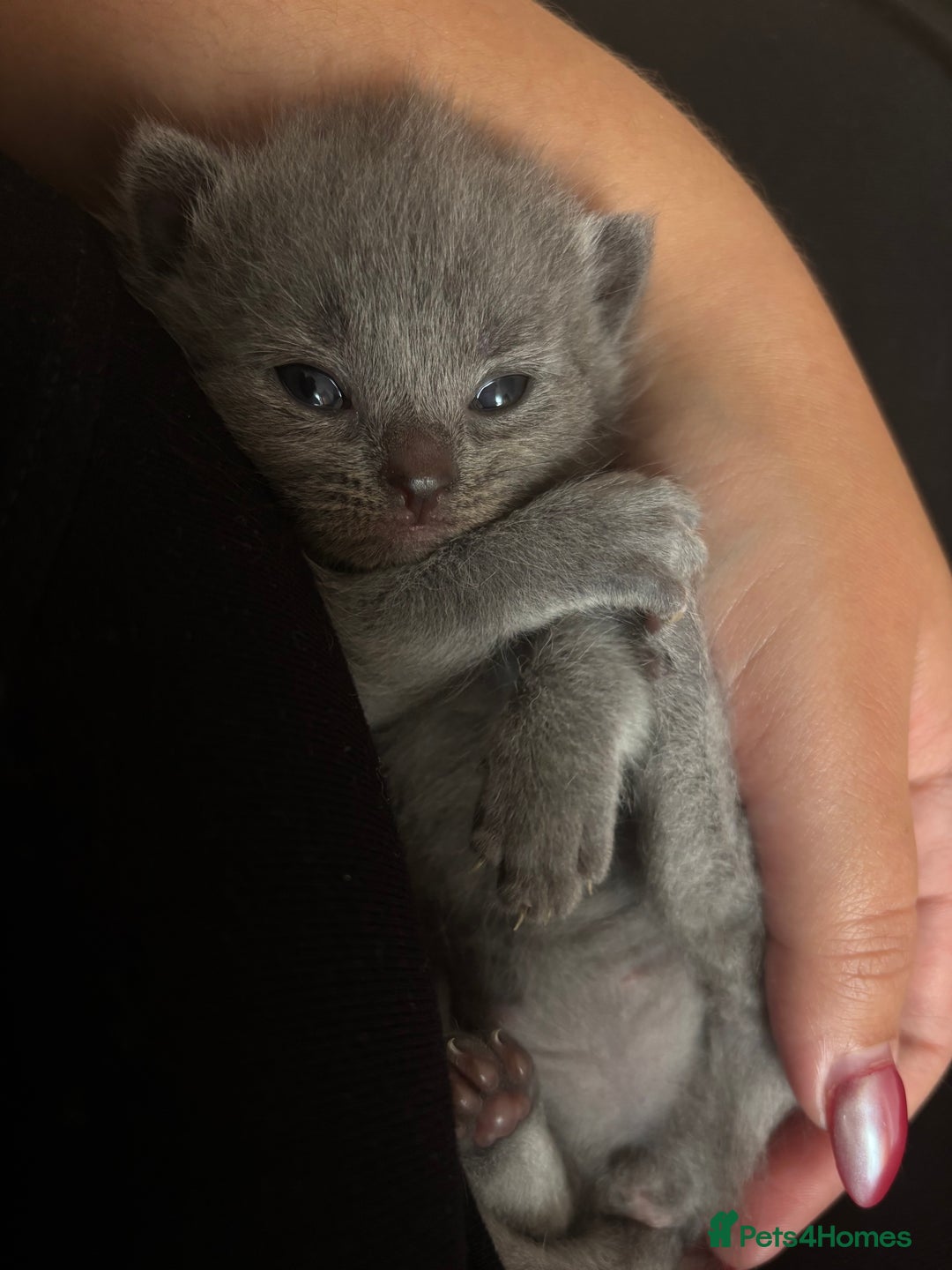 Mixed Breed cats for sale: Female Maine Coon x British Shorthair kitten - Image 1