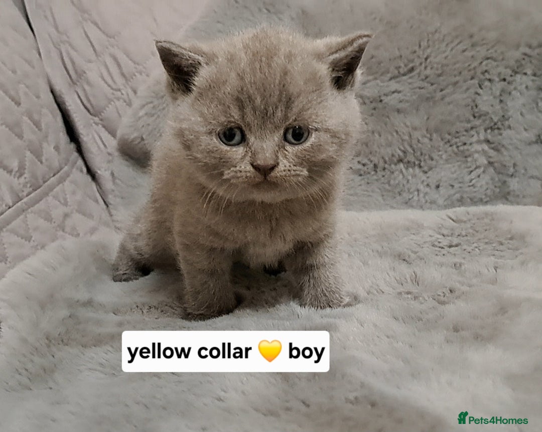 British Shorthair cats for sale: BRITISH SHORTHAIR BLUE and LILAC are AVAILABLE  - Advert 3