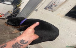 Rottweiler dogs for sale: Rottweiler/rotty puppies - Image 17