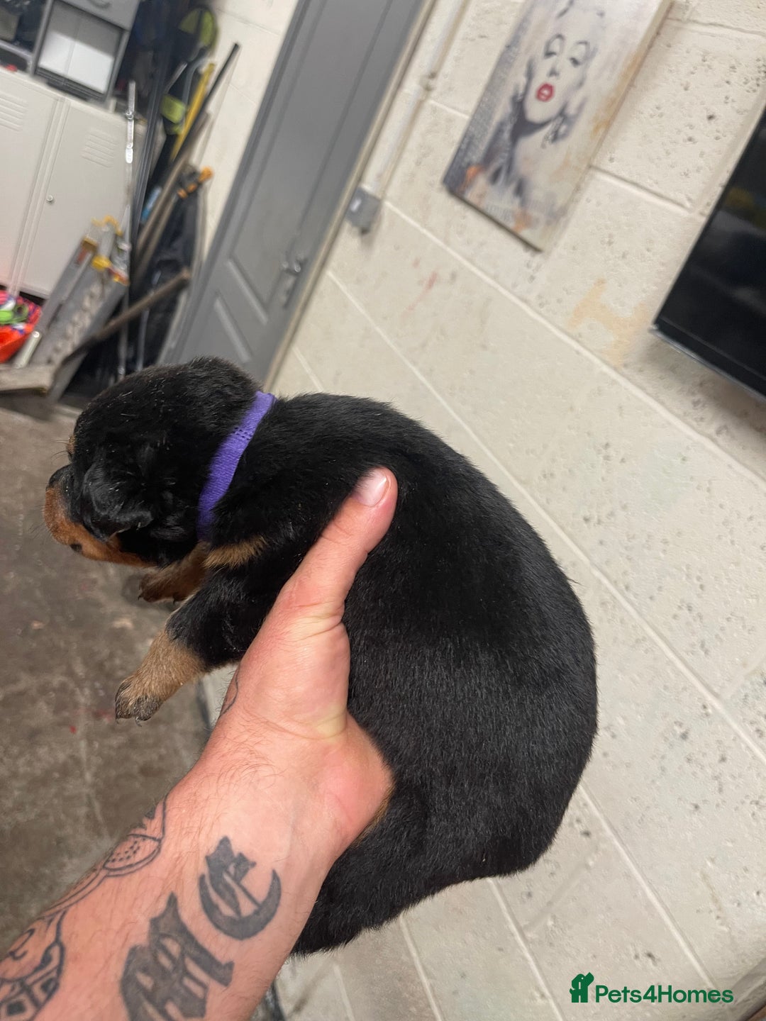 Rottweiler dogs for sale: Rottweiler/rotty puppies - Image 17