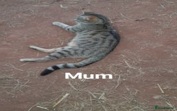 Mixed Breed cats for sale: Beautiful farm kittens  - Image 2