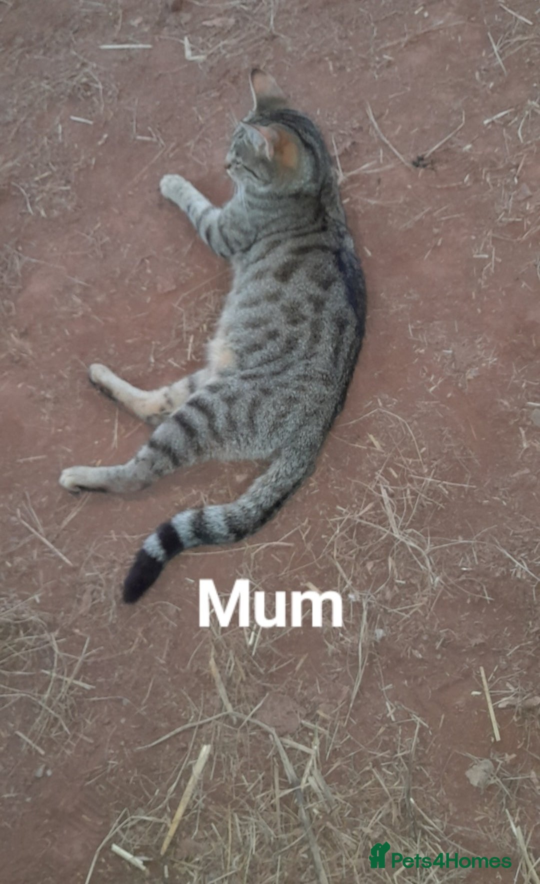Mixed Breed cats for sale: Beautiful farm kittens  - Image 2