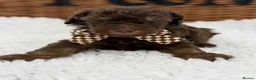 Toy Poodle dogs for sale: Fully  health tested toy poodles  - Advert 10