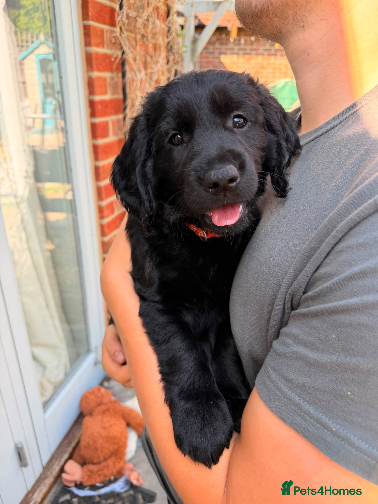 Mixed Breed dogs Cocker Retriever one girl bundles of joy left - Advert 1