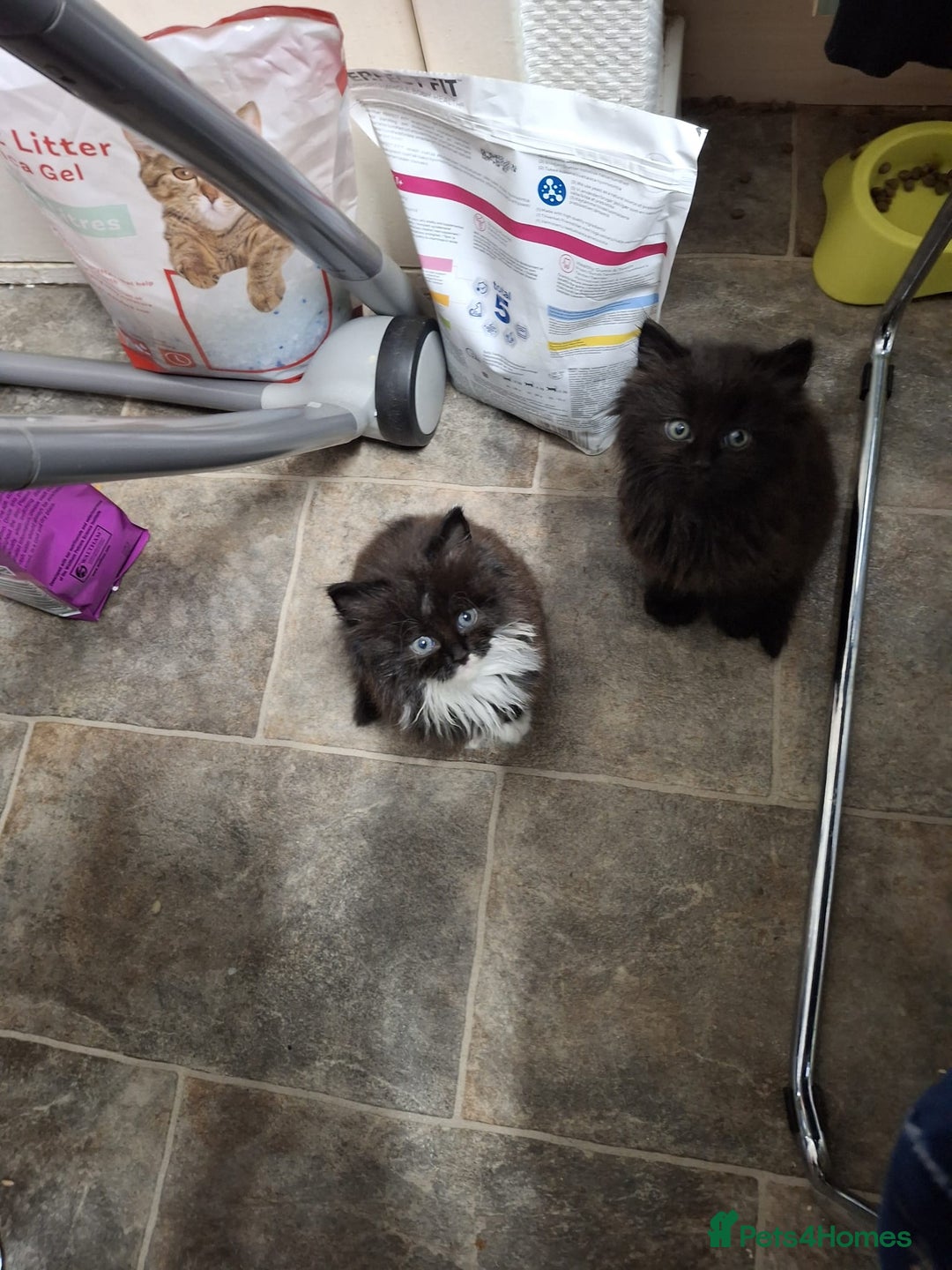 Mixed Breed cats for sale: For sale kittens 😸 ♥️  - Advert 1