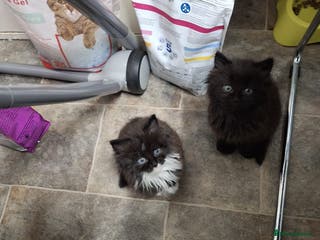 Mixed Breed cats For sale kittens 😸 ♥️ - Advert 1