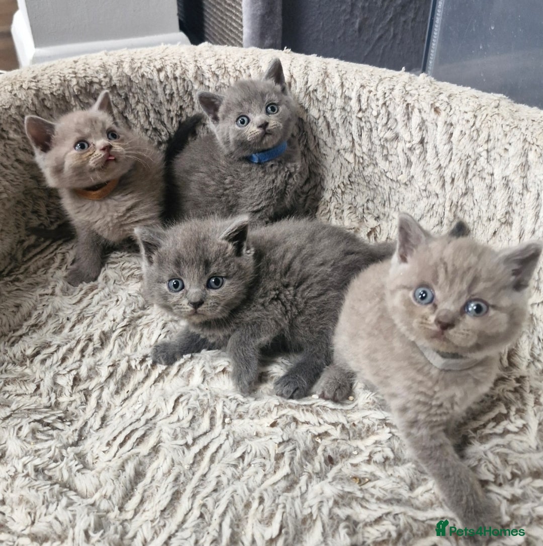 British Shorthair cats for sale: British blue and lilac shorthair - Image 4