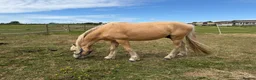 Arabian horse horses for sale: Gorgeous Gucci  in Wolverhampton - Advert 5