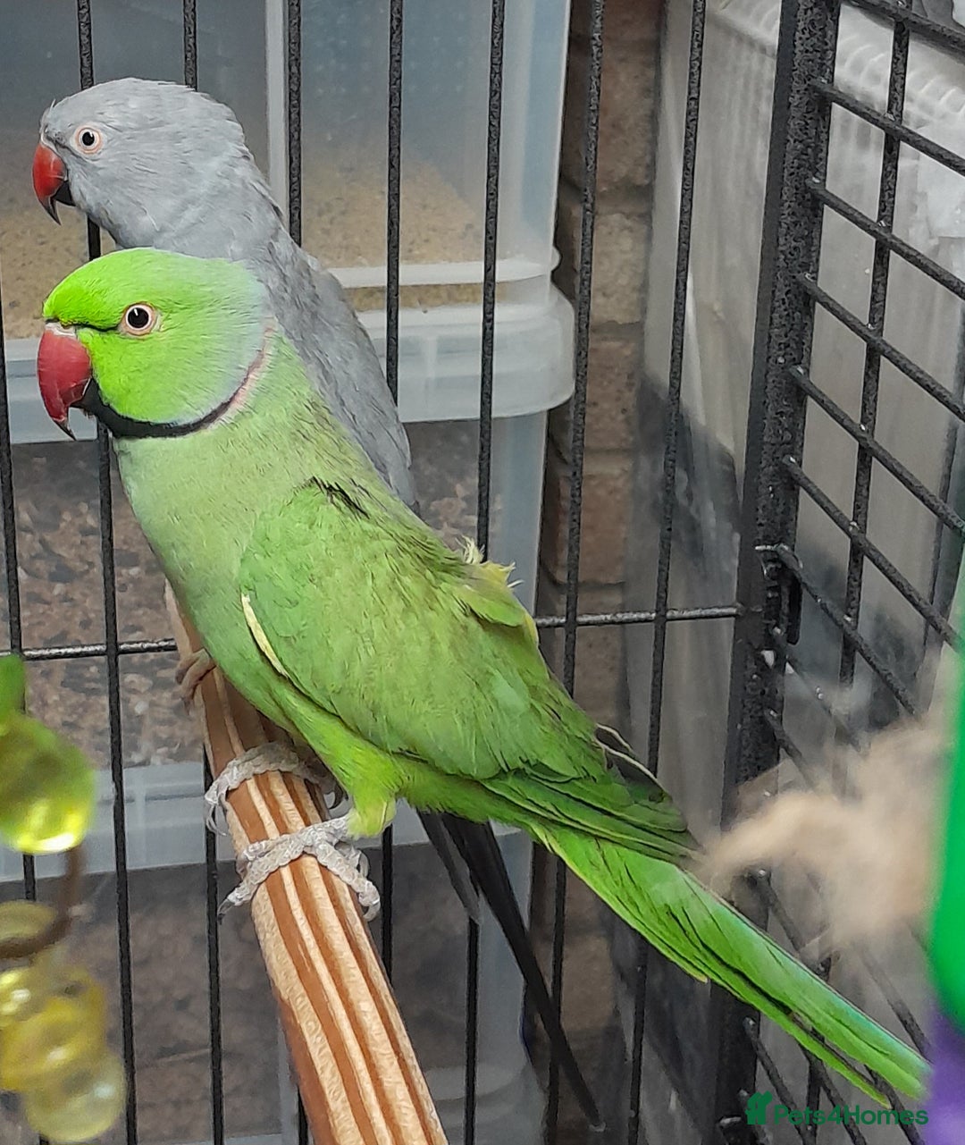 Ringnecks birds for sale: Ring neck Bonded pair  - Image 1