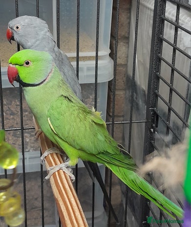 Ringnecks birds - Advert 3