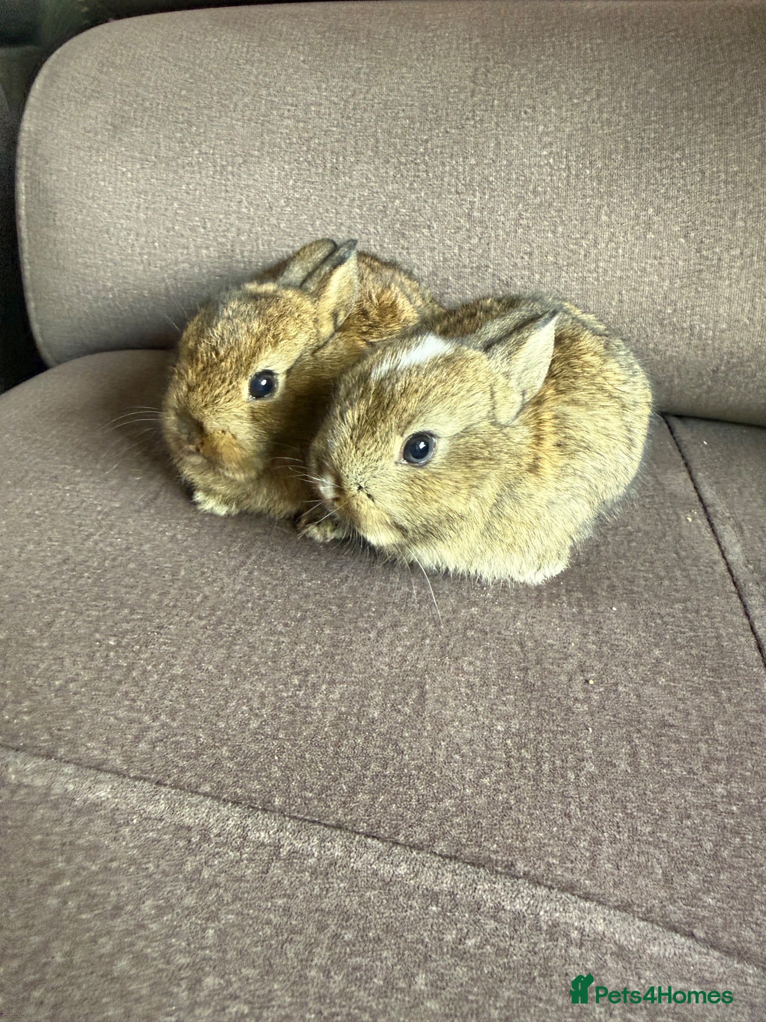 Netherland Dwarf rabbits  Netherlands dawaf Rabbits - Advert 1