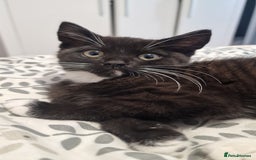 Domestic Shorthair cats for sale: Male kittens - Image 3