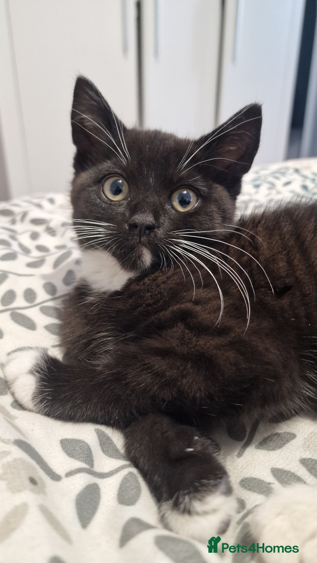 Domestic Shorthair cats for sale: Male kittens - Image 3