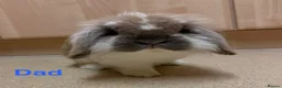 Mini Lop rabbits for sale: Mini Lion Lop Bunnies - Advert 17