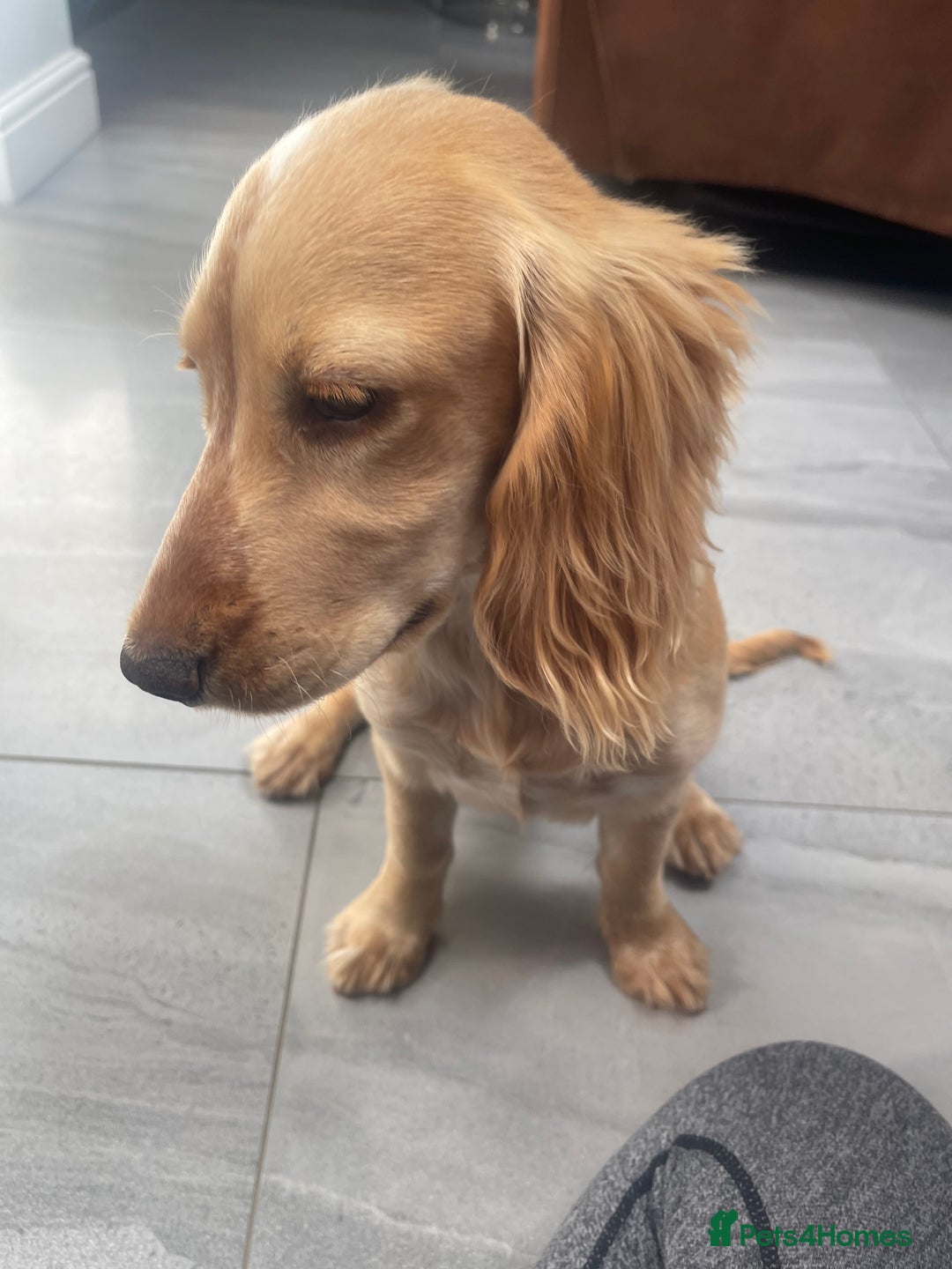 Cocker Spaniel dogs for sale: Cocker spaniel to good home  - Image 3