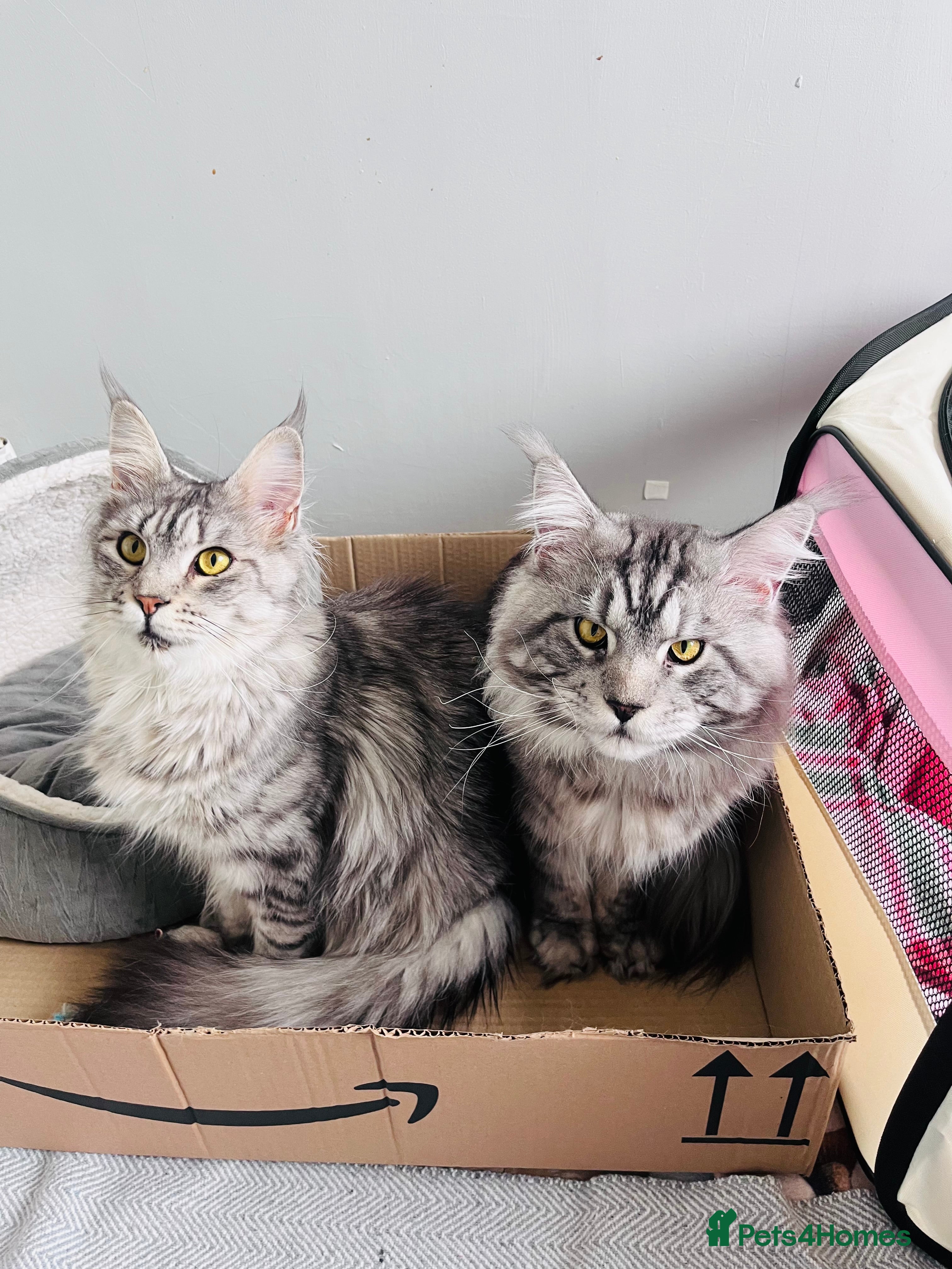 Penelope “posh paws”