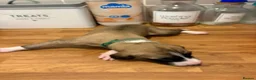 Mixed Breed dogs for sale: Lurcher x saluki puppies in Salisbury - Advert 7