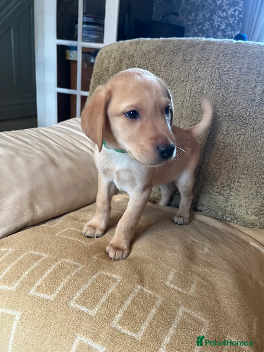 Labrador Retriever dogs for sale: Stunning Labrador pedigree puppies  - Advert 25