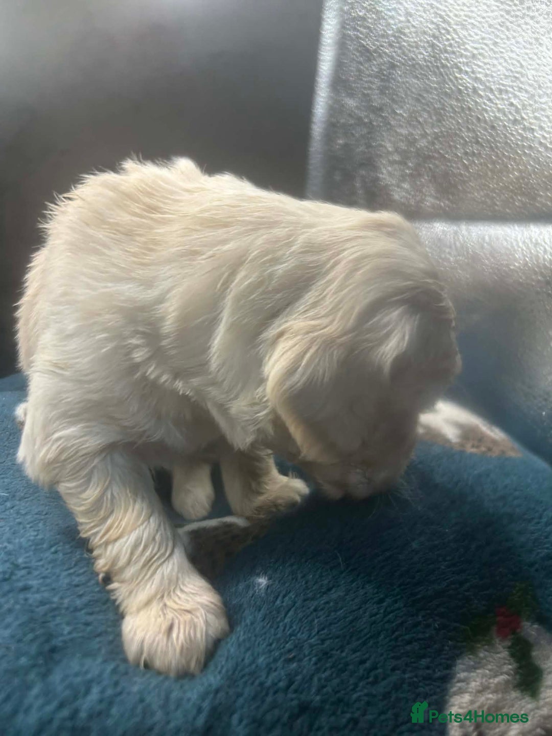 Golden Retriever dogs for sale: Stunning Golden Retrievers. 4 Boys / 4 Girls - Advert 32