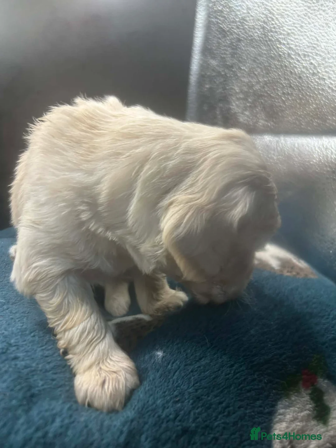 Golden Retriever dogs for sale: Stunning Golden Retrievers. 1 Boys / 1 Girls - Advert 32