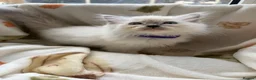 Ragdoll cats for sale: ✨ Beautiful GCCF Ragdoll Kittens from Serenity✨ - Advert 16