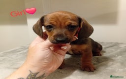 Dachshund dogs for sale: Beautiful miniature dachshund puppies - Image 2