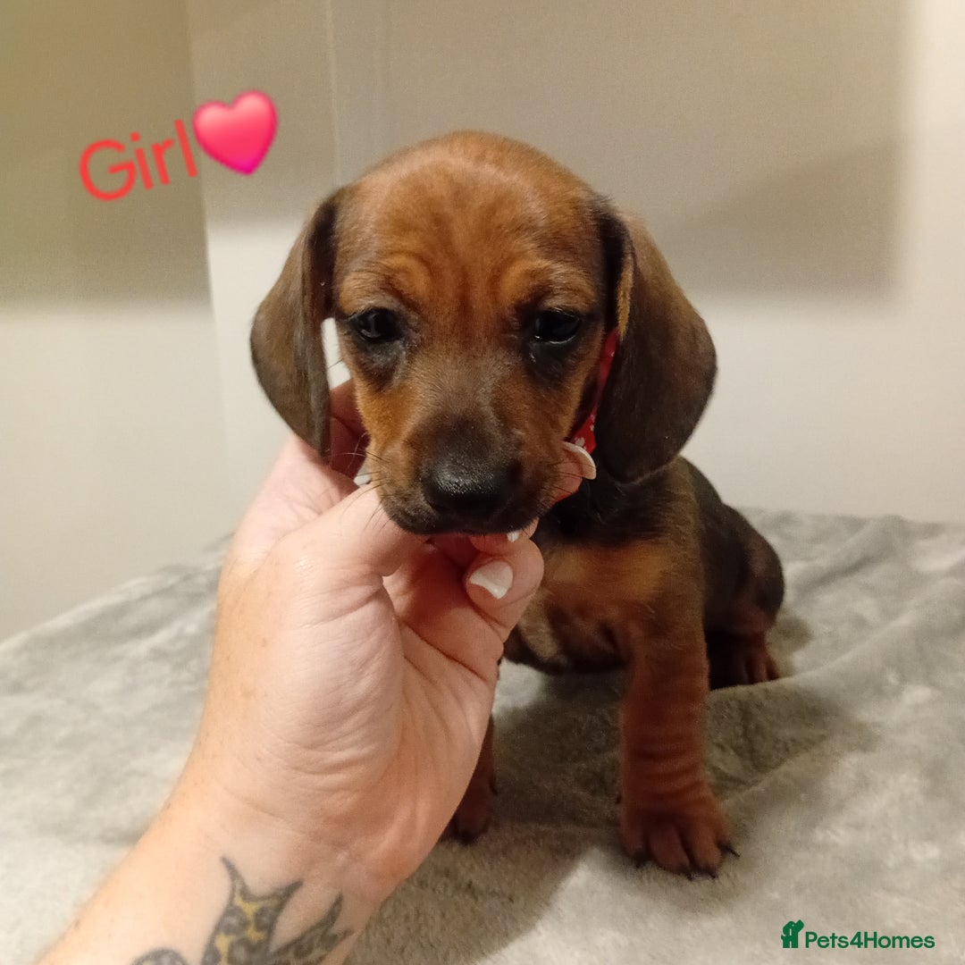 Dachshund dogs for sale: Beautiful miniature dachshund puppies - Image 2