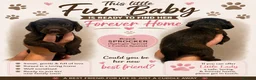 Sprocker dogs for sale: F1 sprocker puppies  in Bargoed - Advert 24