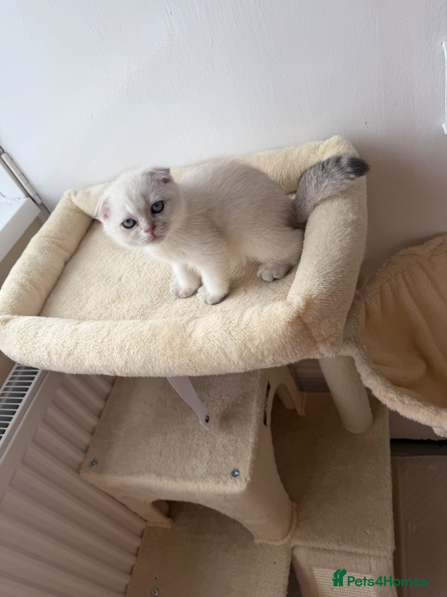 Scottish Fold cats for sale: Scotish fold  - Advert 6