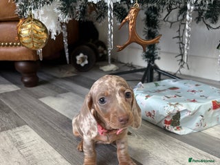 Miniature Dachshund dogs BEAUTIFUL LITTLE ISABELLA GIRL READY NOW - Advert 3