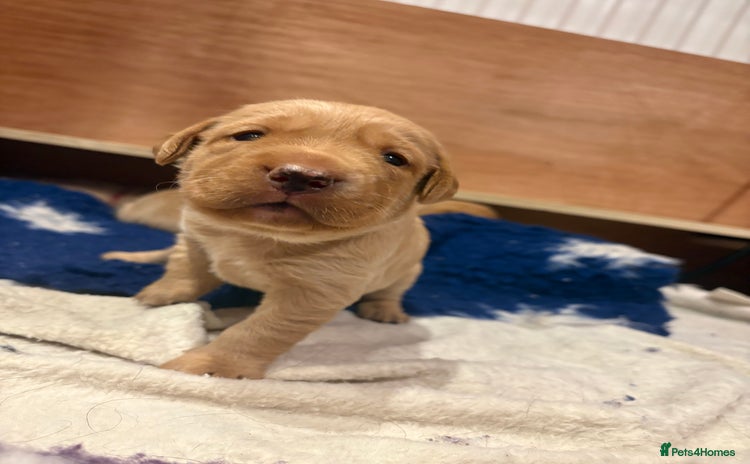 Labrador Retriever dogs - Advert 8