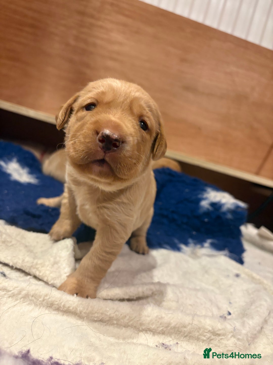 Labrador Retriever dogs for sale: Labrador pups, well-socialised & family raised - Image 1