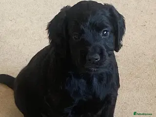 Cocker Spaniel dogs Quality exceptionally well bred male puppy - Advert 11