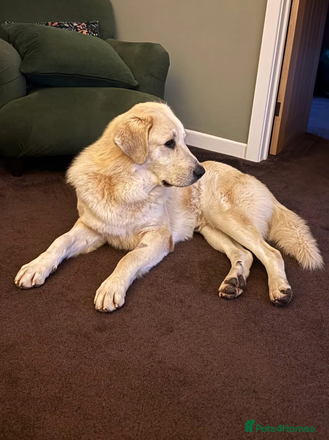 Mixed Breed dogs for sale: Gorgeous goofy Asprouli looking for his home - Advert 3