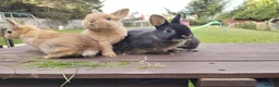 Netherland Dwarf rabbits for sale: Netherland dwarf 8wk, £50 each (CLEARANCE)  - Advert 9