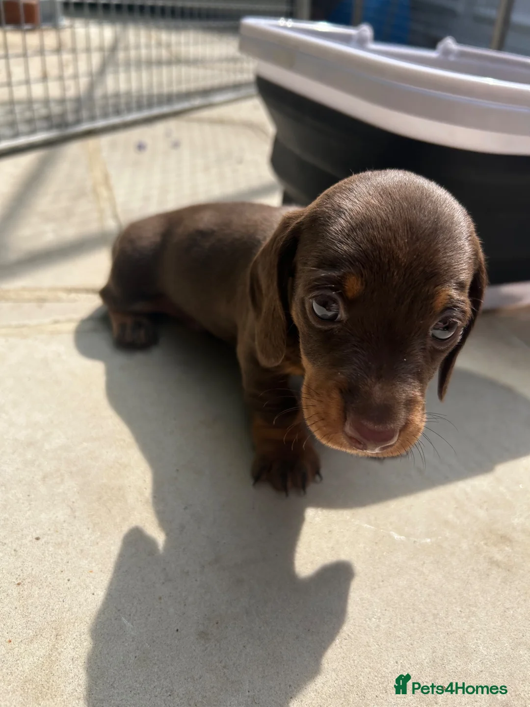 Dachshund dogs for sale: Dachshund puppy’s for sale 1 male 1 female - Advert 8
