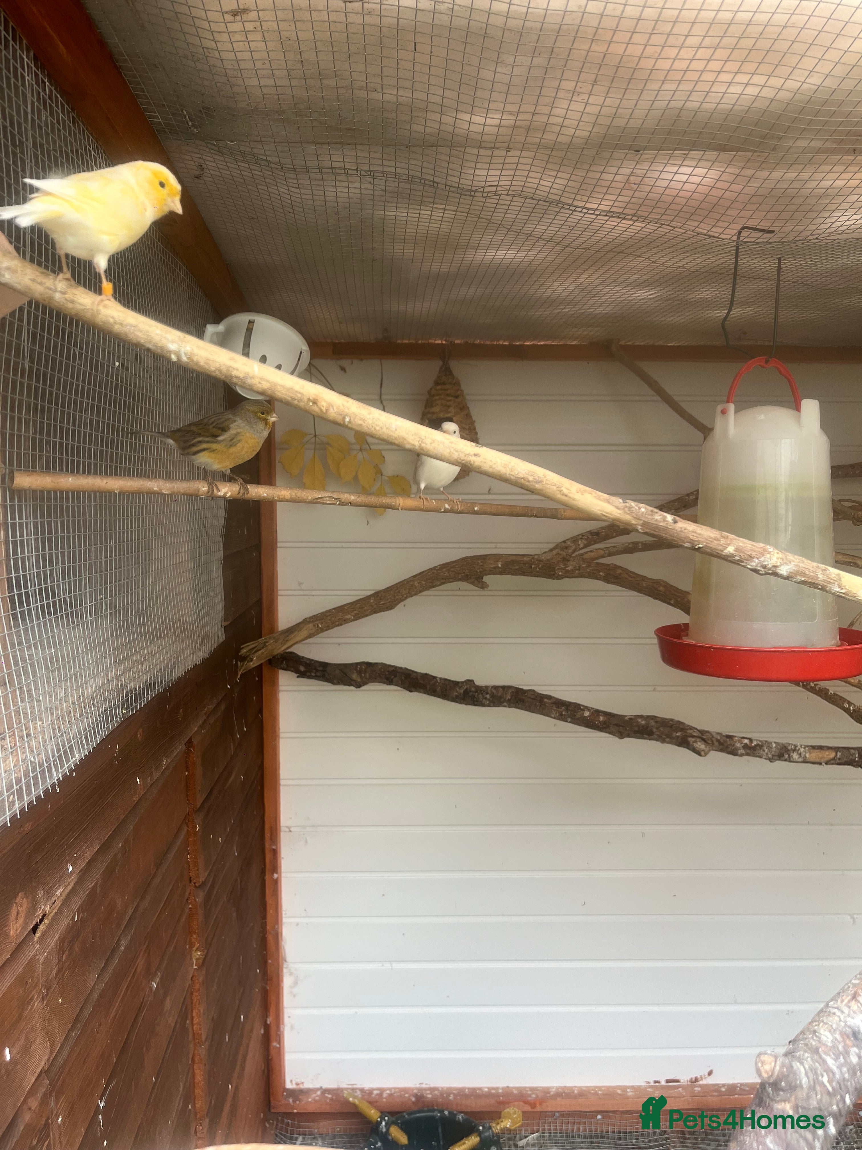 Canaries birds Canaries and zebra finches - Advert 16