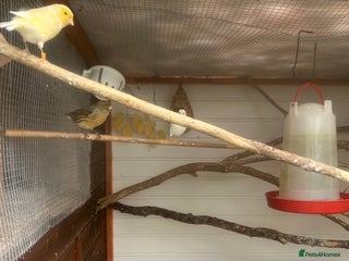 Canaries birds - Advert 25