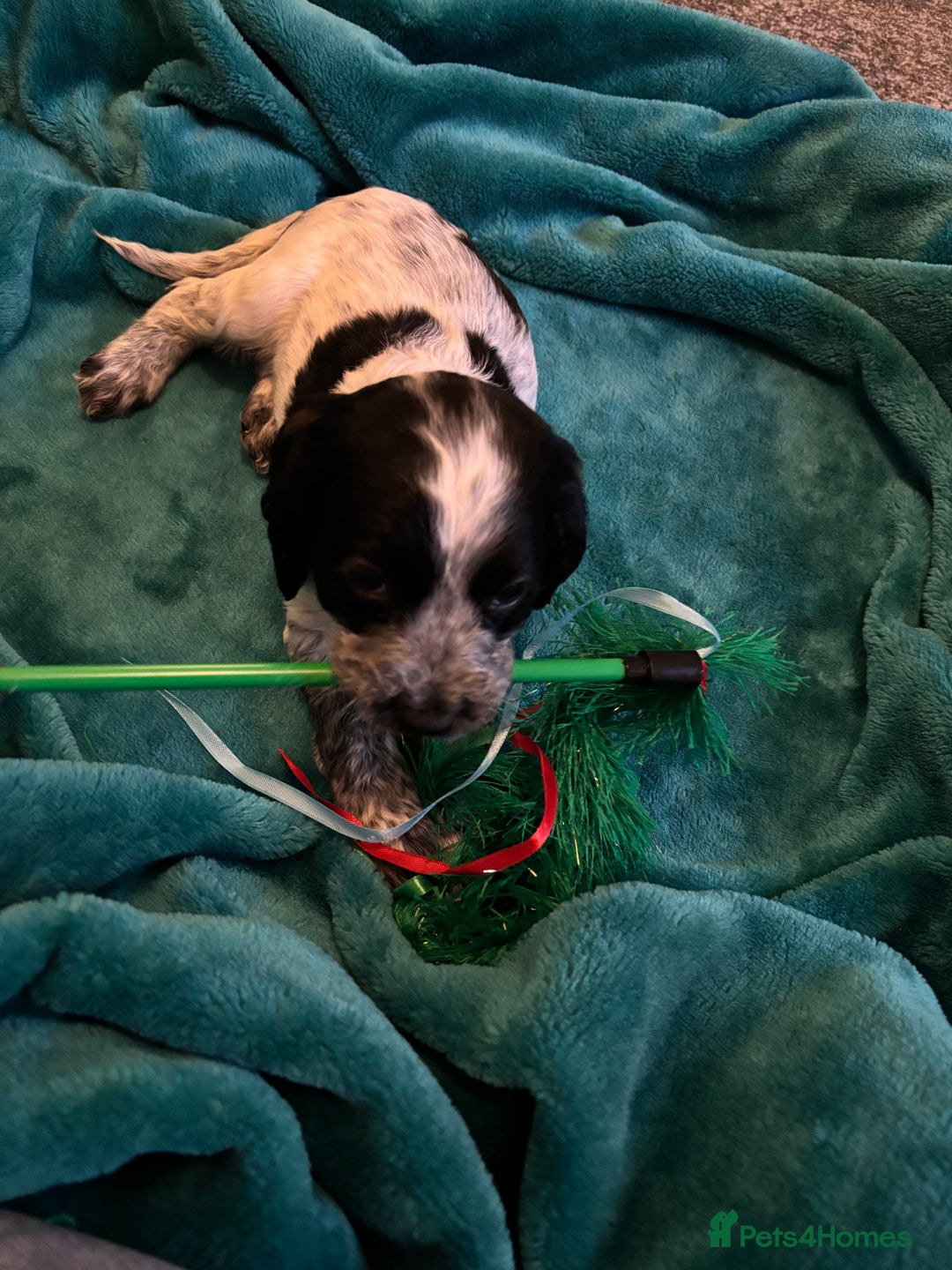 Cocker Spaniel dogs for sale: Georgous blue roan cocker spaniels - Image 30