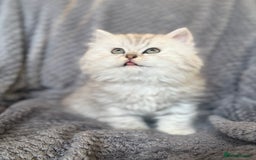 British Longhair cats for sale: Stunning fluffy Maine coon x british longhair  - Image 4